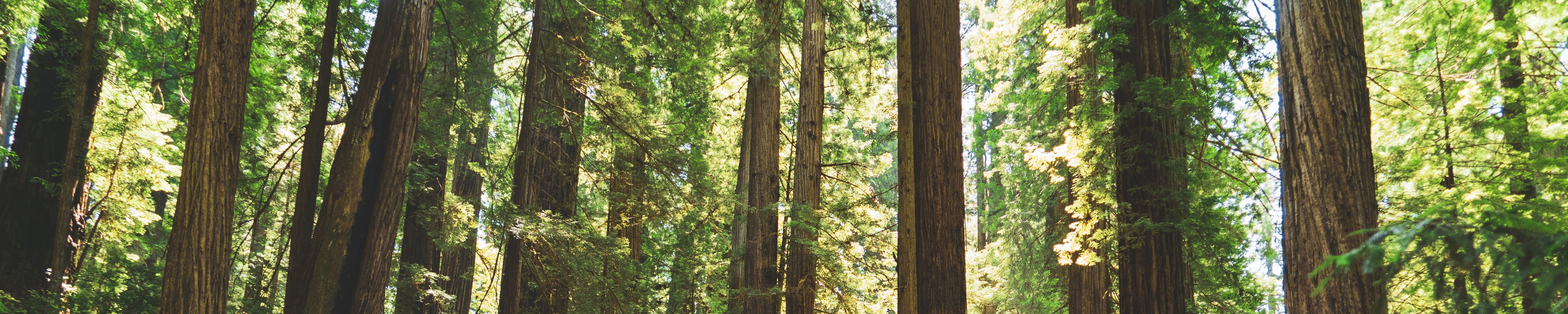 Redwoods in a forest. Original source: https://unsplash.com/photos/KW8yCmtQPvs