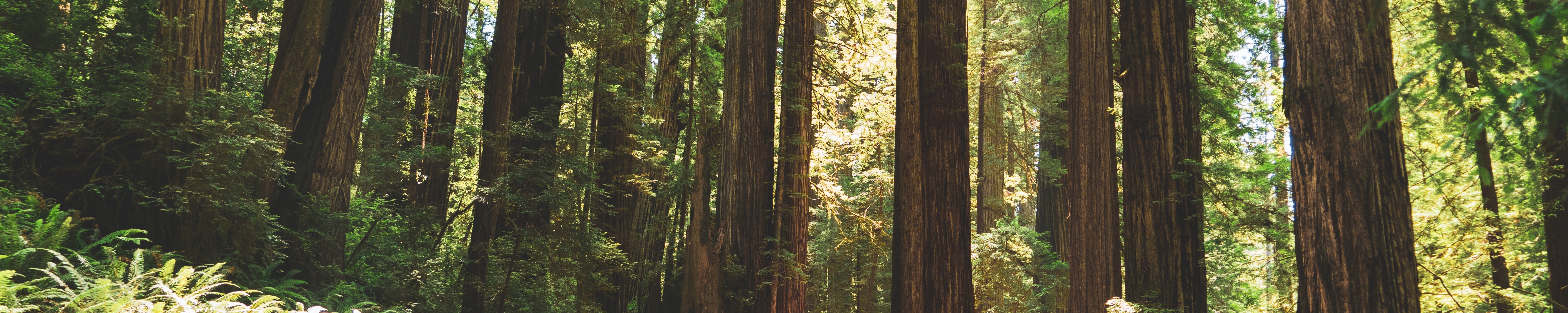 Redwoods in a forest. Original source: https://unsplash.com/photos/KW8yCmtQPvs