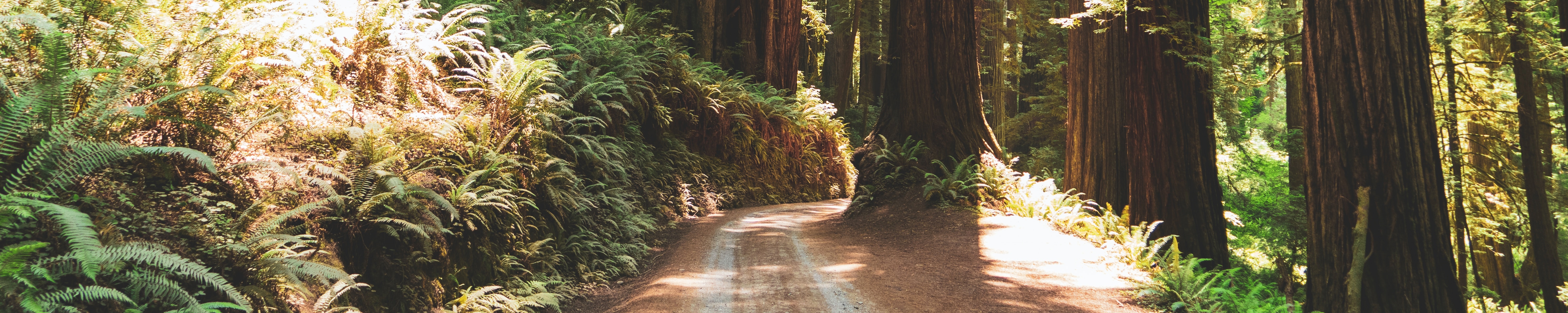 Redwoods in a forest. Original source: https://unsplash.com/photos/KW8yCmtQPvs