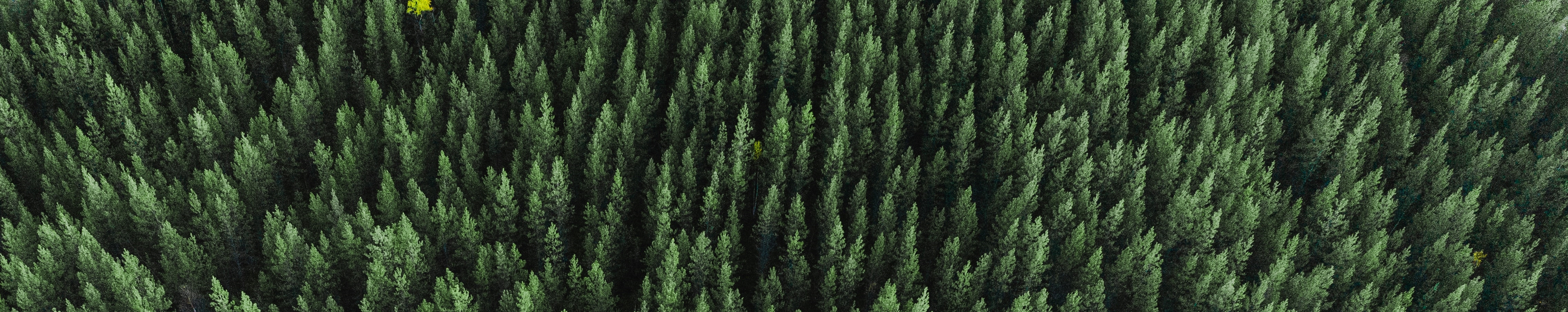 Aerial view of pine trees. Original source: https://unsplash.com/photos/p7ri-9fOAC8