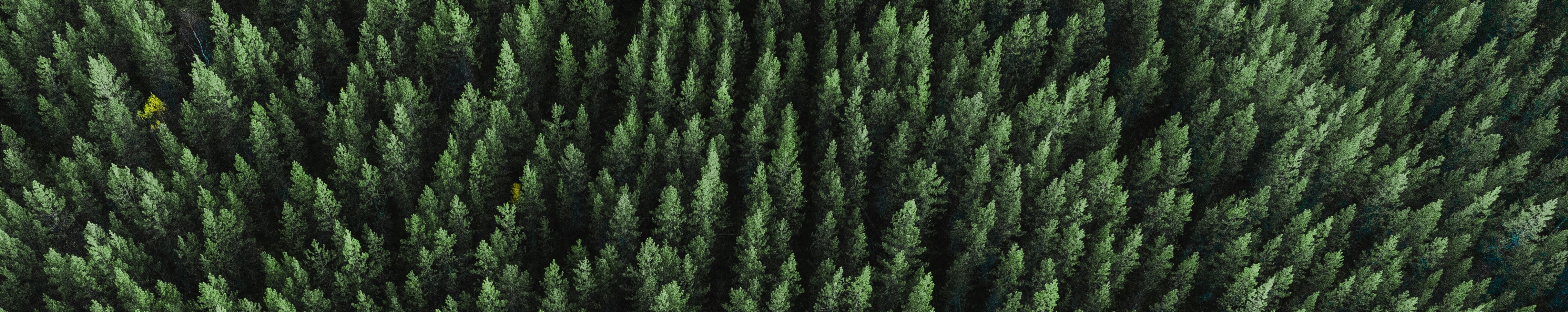 Aerial view of pine trees. Original source: https://unsplash.com/photos/p7ri-9fOAC8