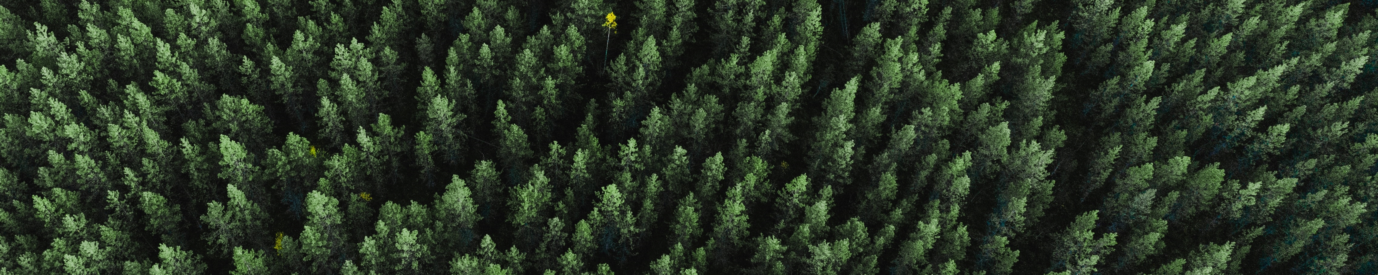 Aerial view of pine trees. Original source: https://unsplash.com/photos/p7ri-9fOAC8