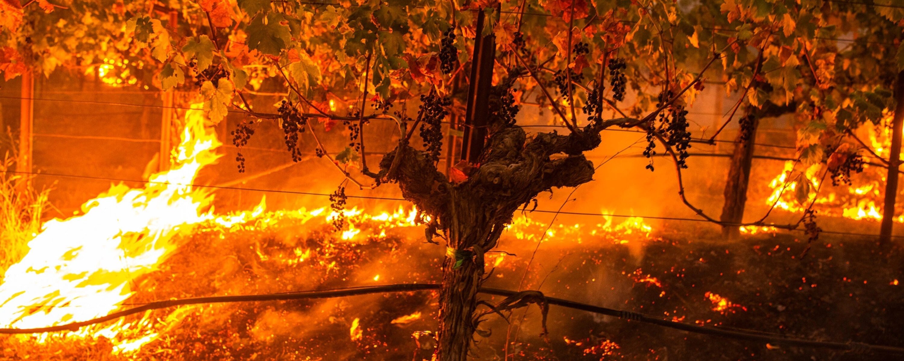 Fire spreading along ground. Original source: https://www.nationalgeographic.com/travel/article/wildfires-ravage-napa-valley-will-the-wine-region-survive