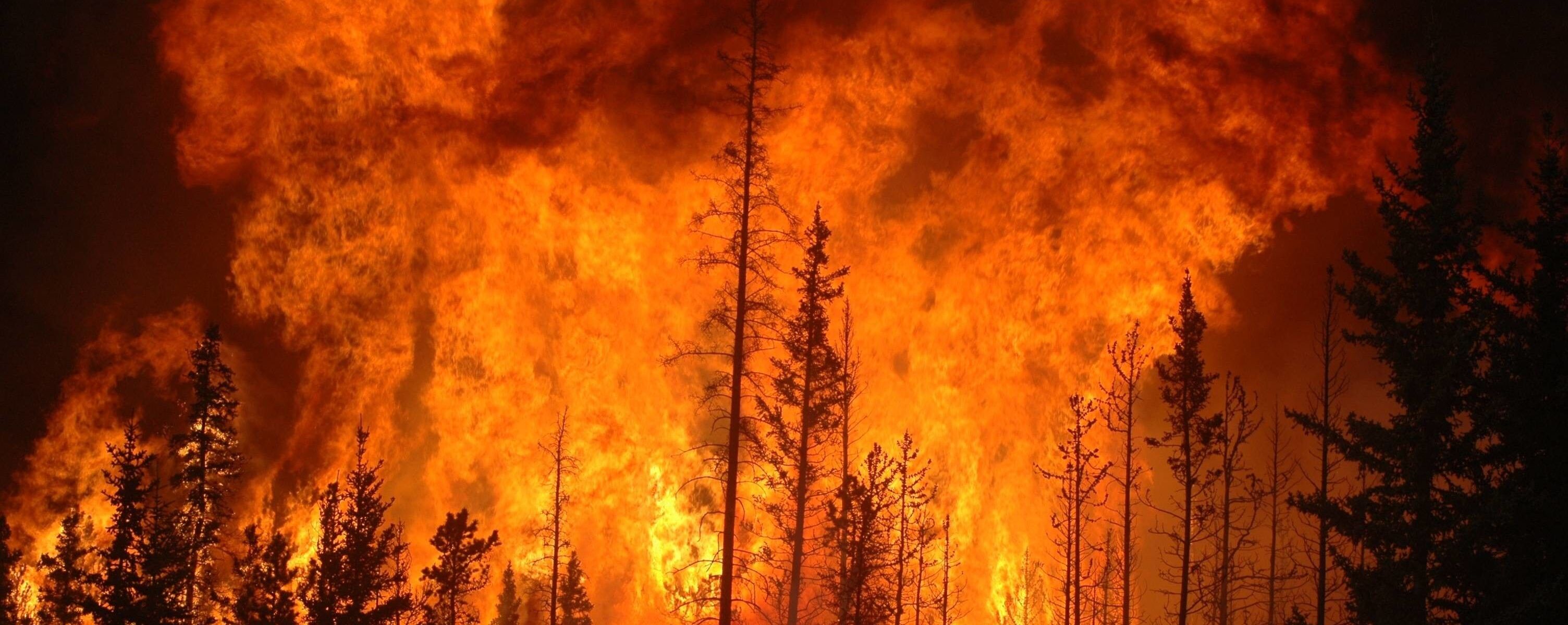 Fire in tree tops. Original source: https://wallpaperaccess.com/forest-fire